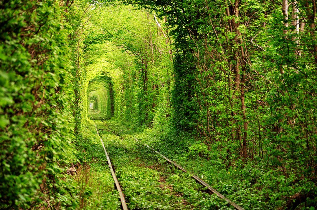 21-tree-tunnels