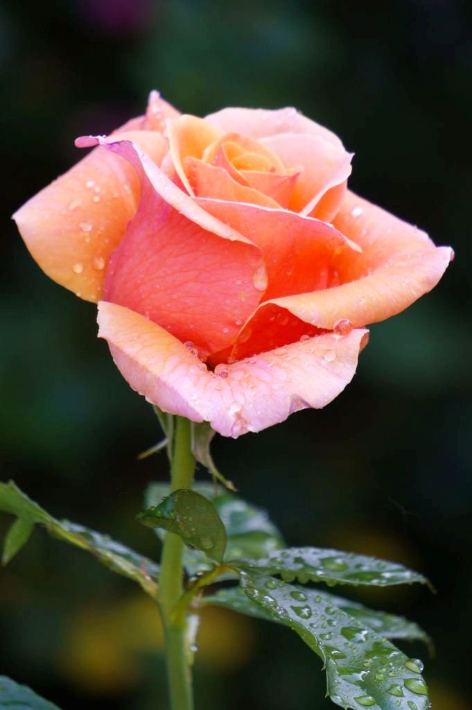 beautiful-rose-ideas-to-try