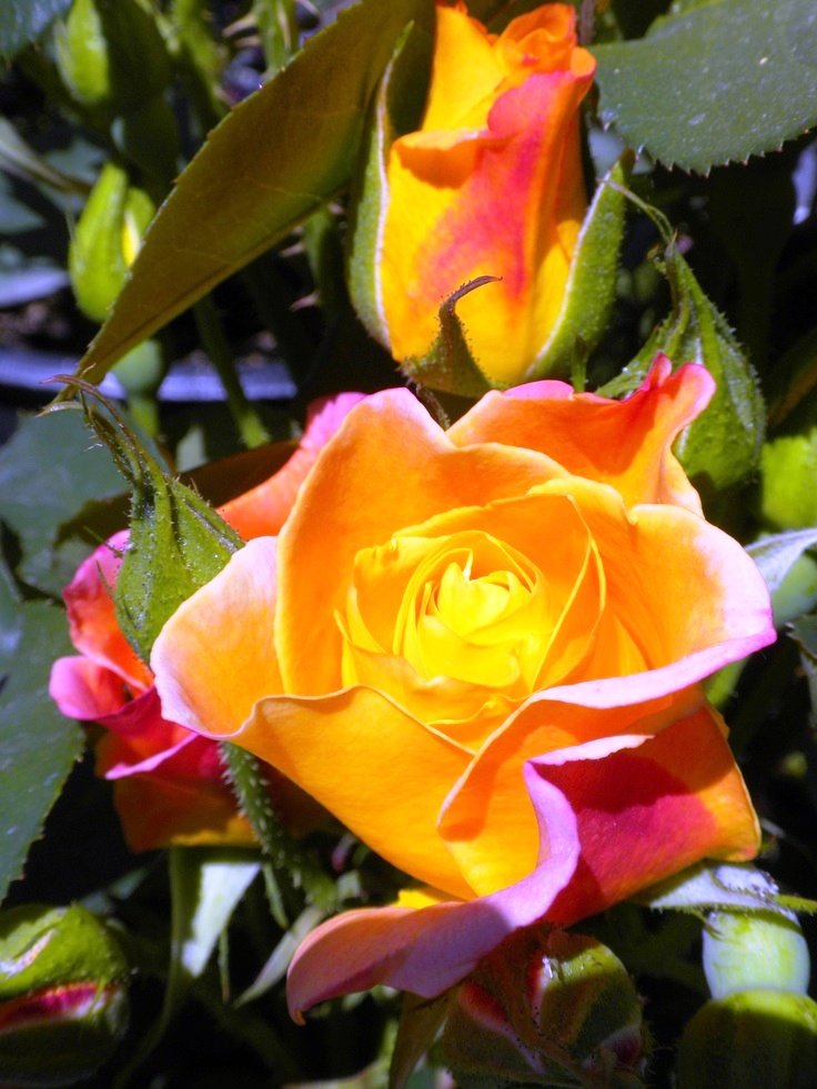 beautiful-rose
