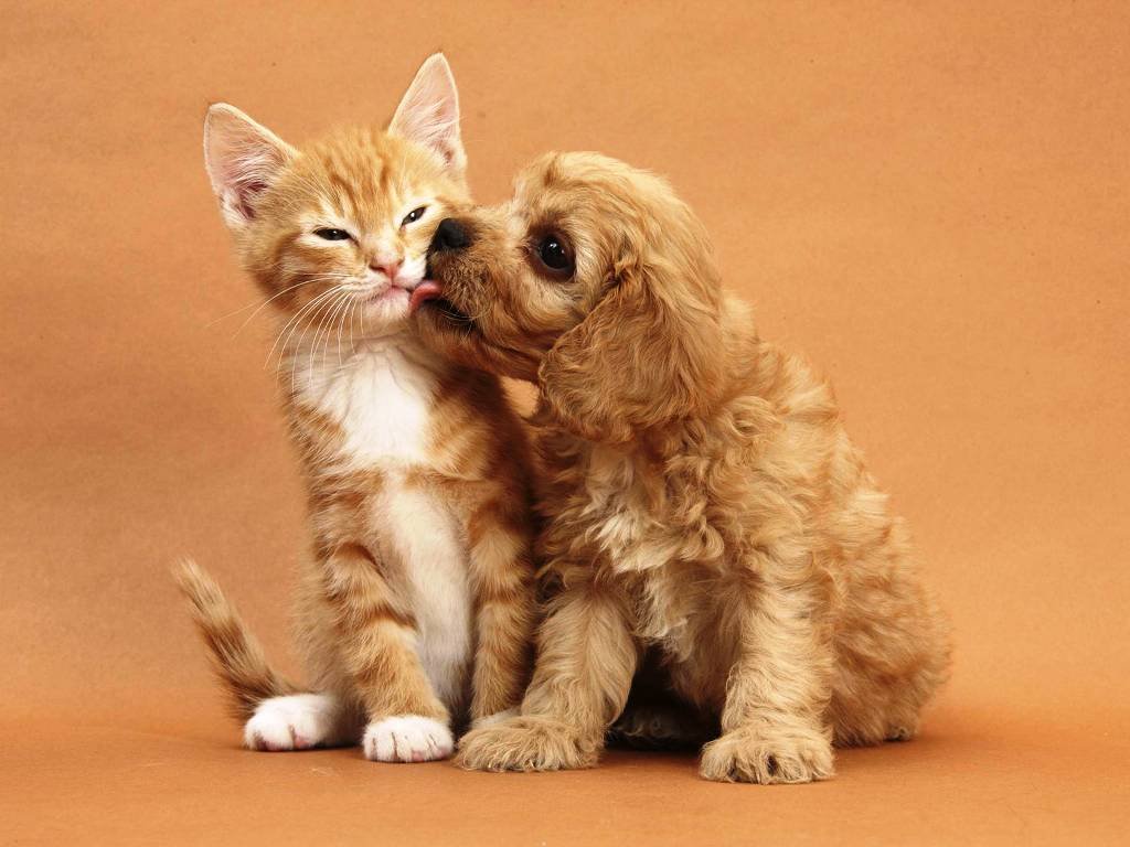 cute-dog-and-cat