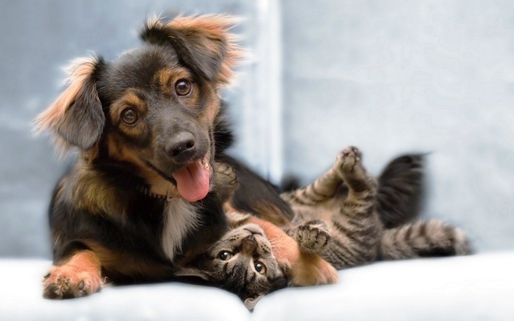 adorable-dog-and-cat