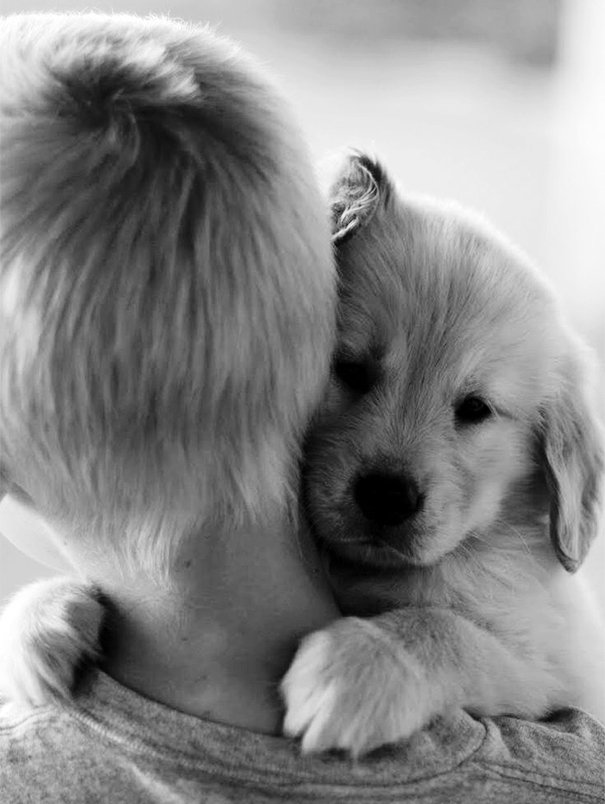 cute-dogs-hugging-humans