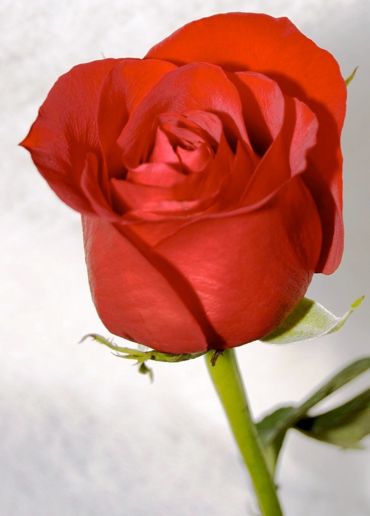 one_red_rose__isolated_on_white_background