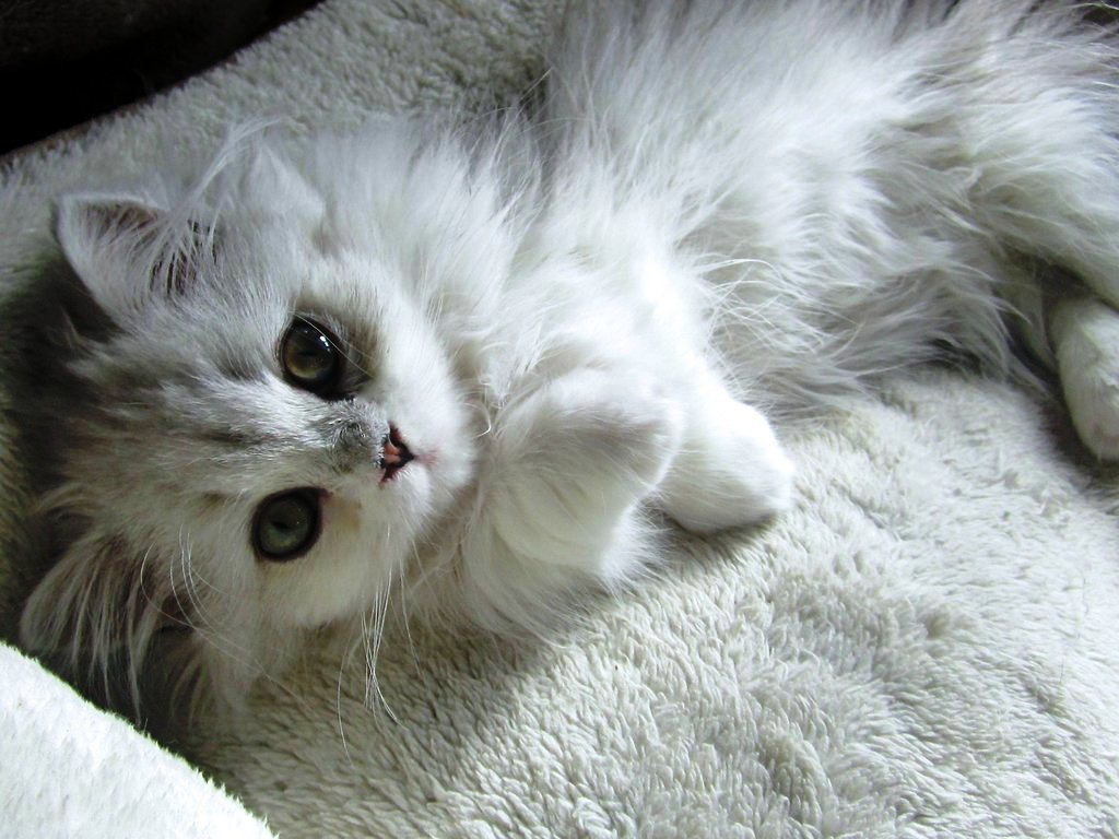 white-cat-cute