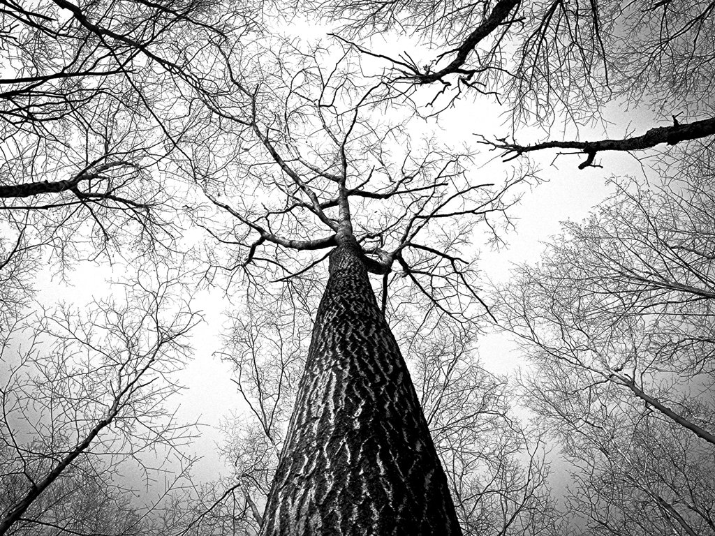 black-and-white-branches-tree-high