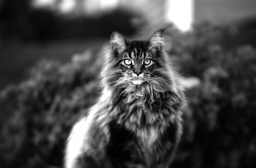 cat-black-and-white-photography