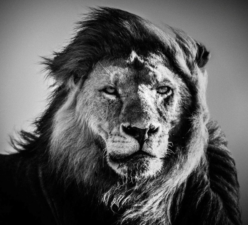 lion-black-and-white-photography