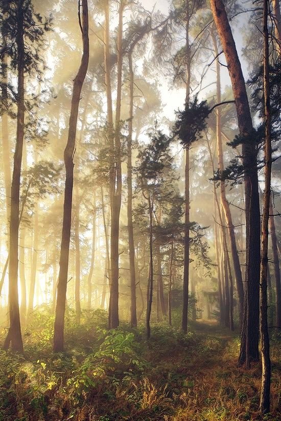 morning-forest-photography