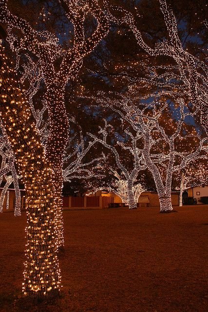 Christmas Lights On Trees