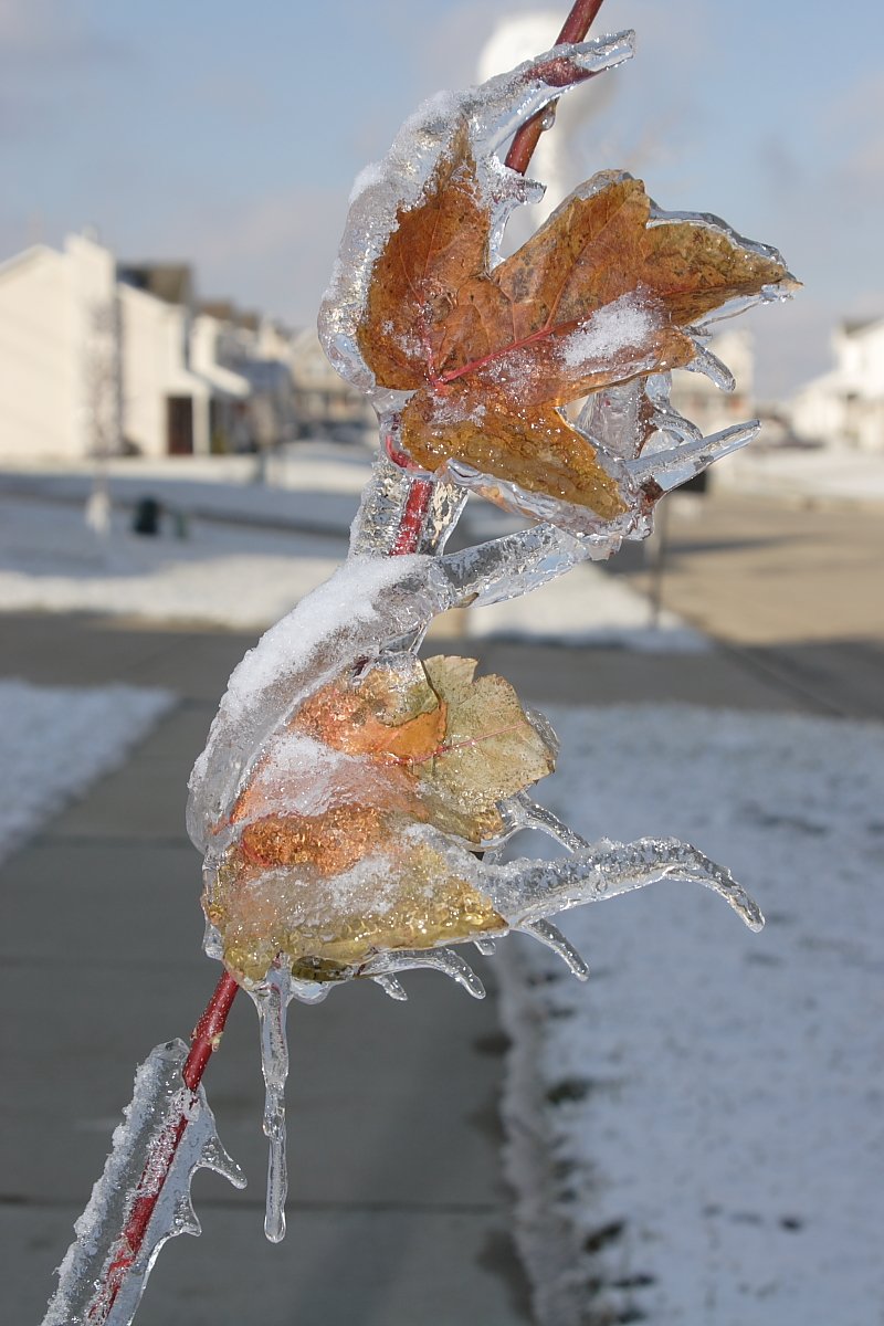 Shivering Ice storms Photography (14)