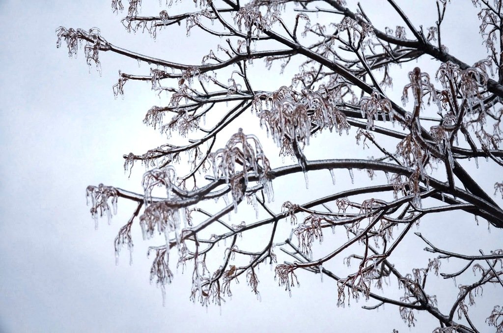 Shivering Ice storms Photography (27)