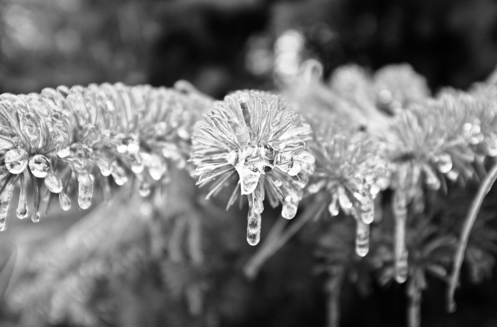 Shivering Ice storms Photography (31)