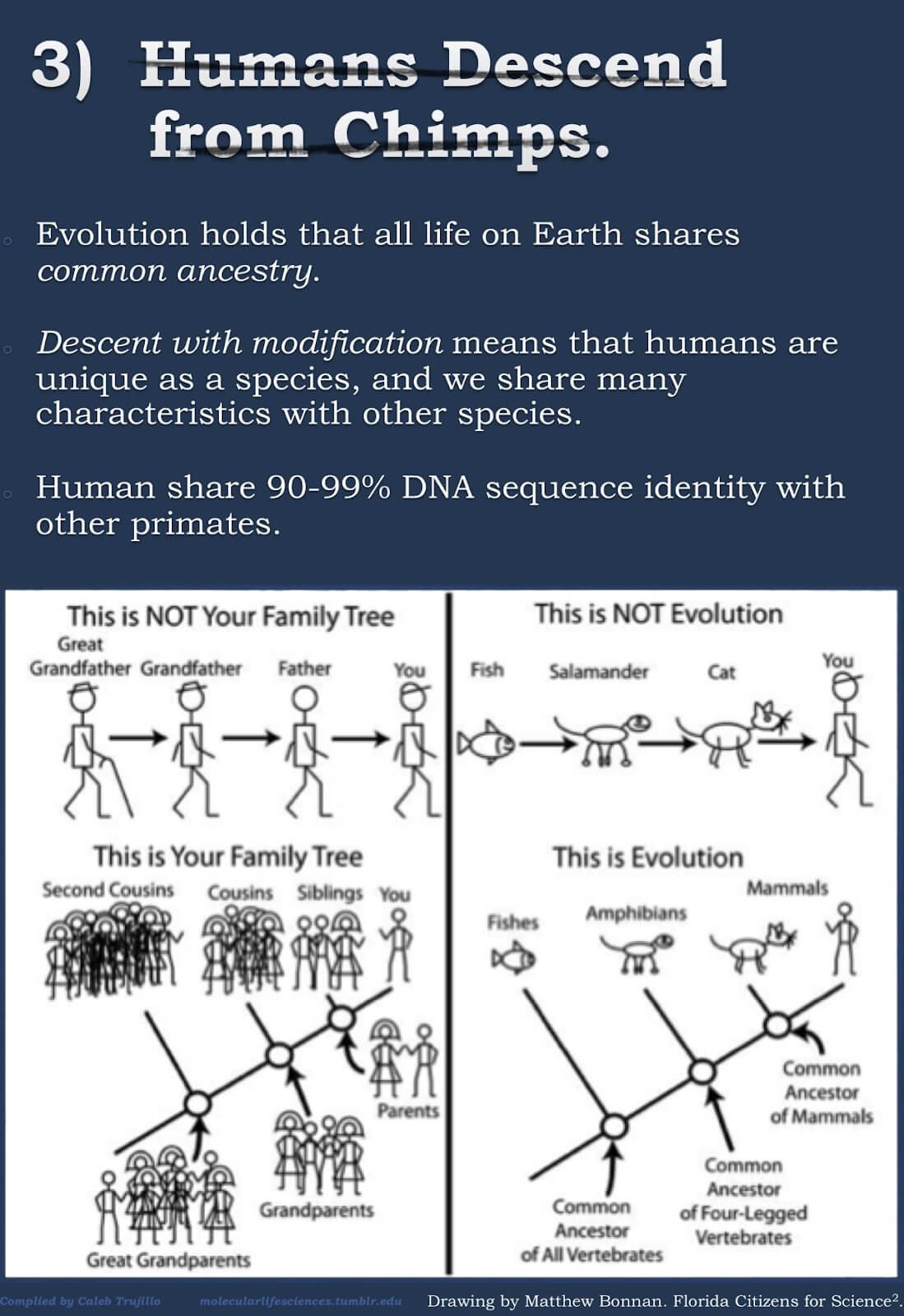 The myths about evolution3