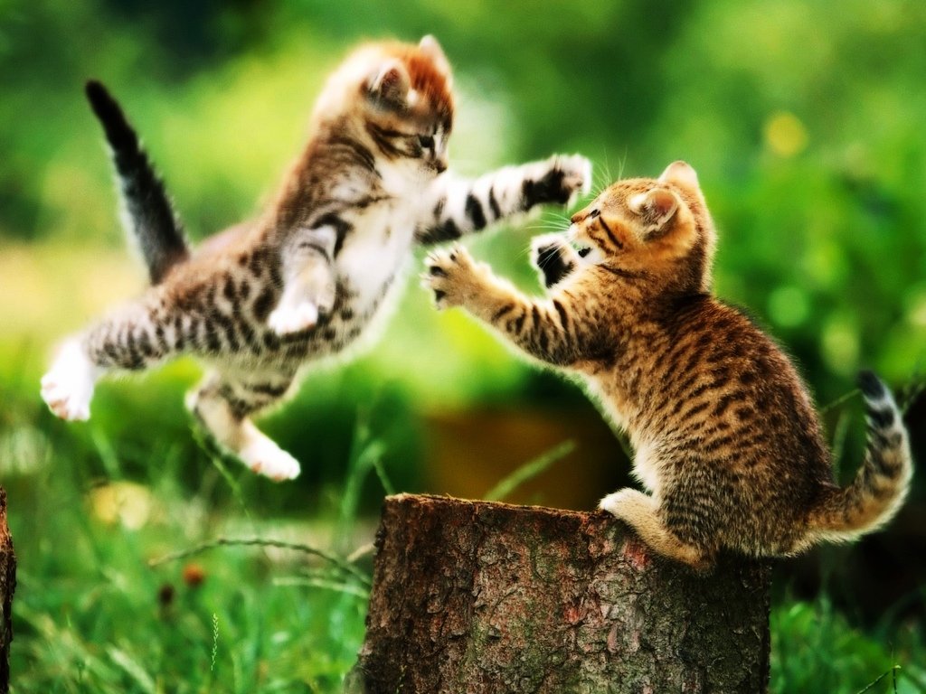 cat-fighting