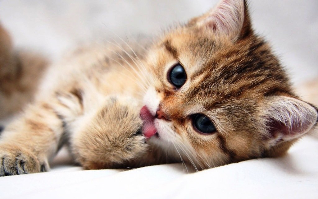 cats_animals_kittens_cat_kitten_cute