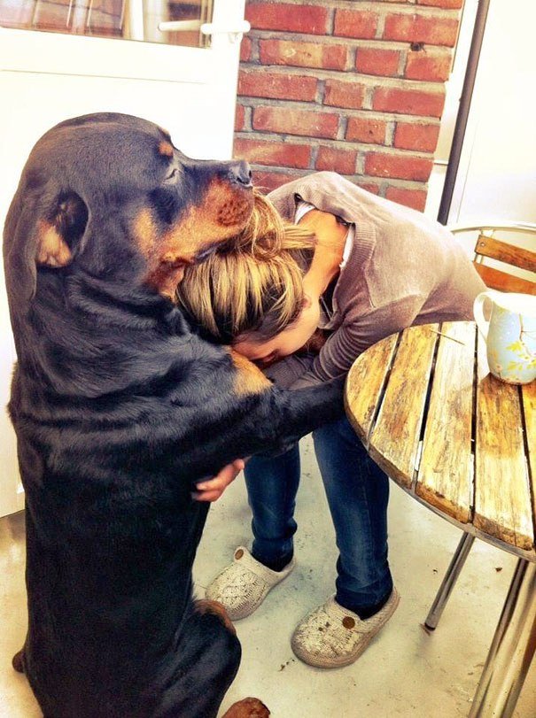 dogs-hugging-human