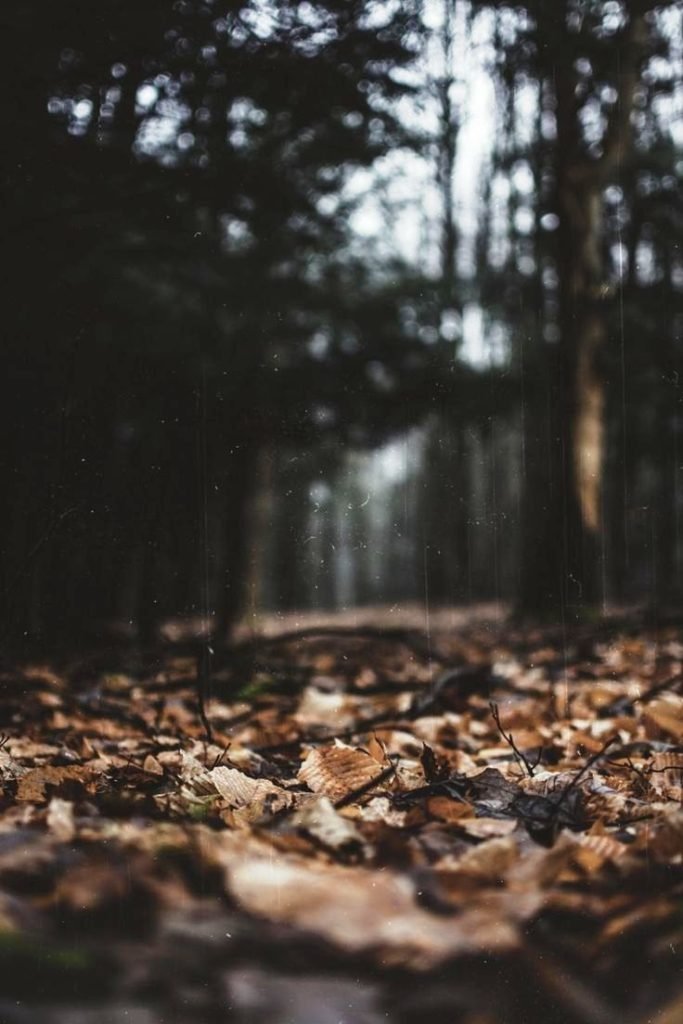 20 Forest Photography Ideas For Your Inspiration • Inspired Luv