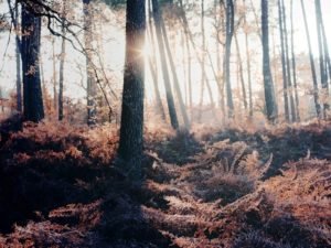 30 Mind Blowing Forest Photography Ideas