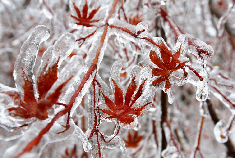Shivering Ice storms Photography (8)